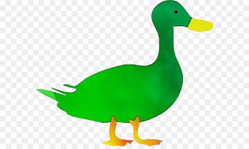 duck bird mallard ducks, geese and swans water bird