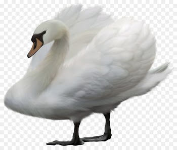 Duck Bird Mute swan Portable Network Graphics Heron - duck 
