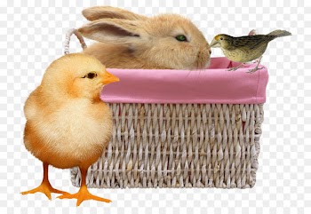 Duck Chicken Rabbit - Bunny and chick 