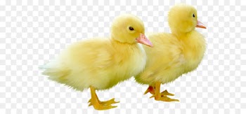 Duck Clip art - Cute Little Ducks PNG Clipart Picture 