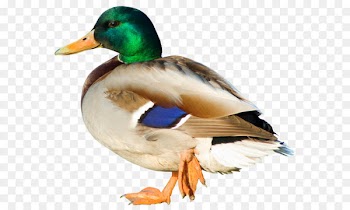 Duck Clip art - Duck PNG Picture 