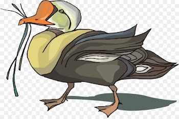 Duck Clip art Portable Network Graphics Illustration Image - bird cartoon 