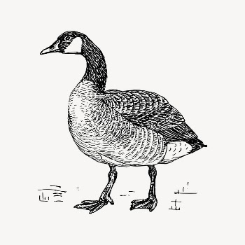 Duck clipart, vintage illustration vector. | Free Vector Illustration - rawpixel