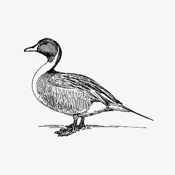Duck clipart, vintage illustration vector. | Free Vector - rawpixel