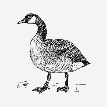 Duck collage element, black & | Free PSD Illustration - rawpixel