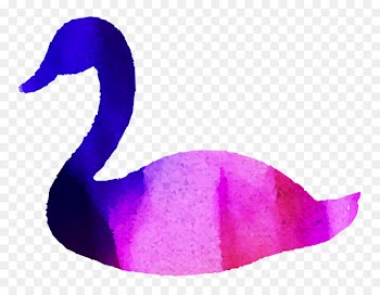 Duck Cygnini Beak Purple Feather -  