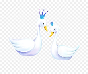 Duck Cygnini Feather Text Illustration - swan 
