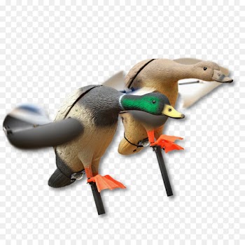 Duck decoy Mallard Hunting - duck 