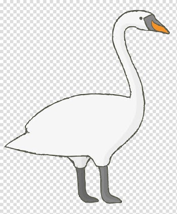 Duck Domestic goose Cygnini, White goose transparent background PNG clipart