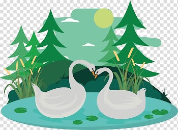 Duck Domestic goose Pato Branco Cygnini , Living Nature White Goose Wildlife transparent background PNG clipart