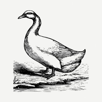 Duck drawing, vintage illustration psd. | Free PSD - rawpixel
