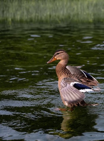 Duck Flappy Its Wings