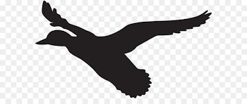 Duck Flight Mallard Clip art - Flying Duck Silhouette PNG Clip Art Image 