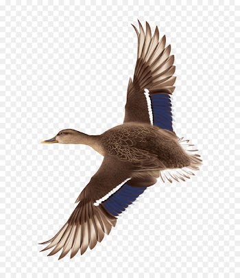Duck Flight Mallard - Hand drawn flying ducks 
