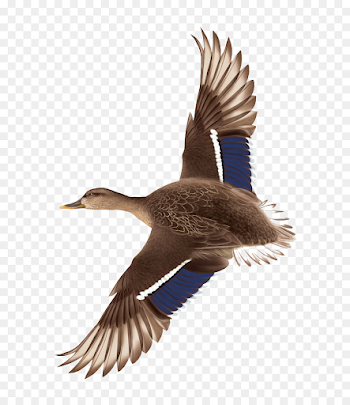 Duck Flight Mallard - Hand drawn flying ducks png download - 706 ...