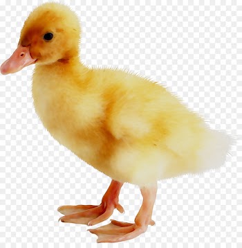 Duck Goose American Pekin Bird Poultry -  