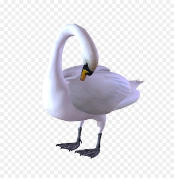 Duck Goose Bird Black swan Image - cygnus 