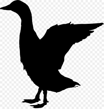 Duck Goose Clip art Feather Fowl -  