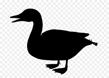 Duck Goose Clip art Fowl Fauna -  