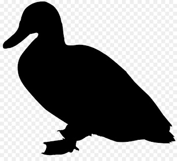 Duck Goose Clip art Fowl Fauna -  