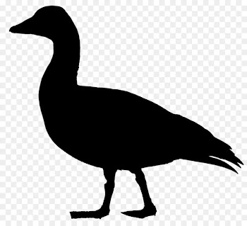 Duck Goose Clip art Fowl Feather -  