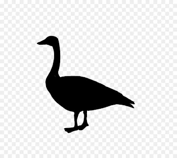 Duck Goose Clip art Fowl Feather -  