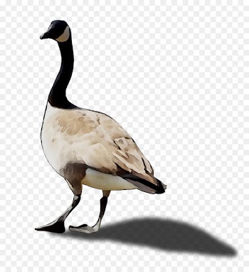 Duck Goose Fauna Feather Beak -  
