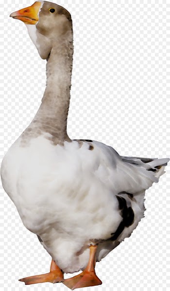 Duck Goose Fauna Feather Neck -  