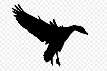 Duck Goose Fauna Feather Silhouette -  