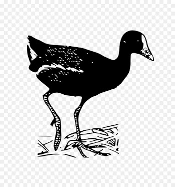 Duck Goose Fowl Feather Fauna -  