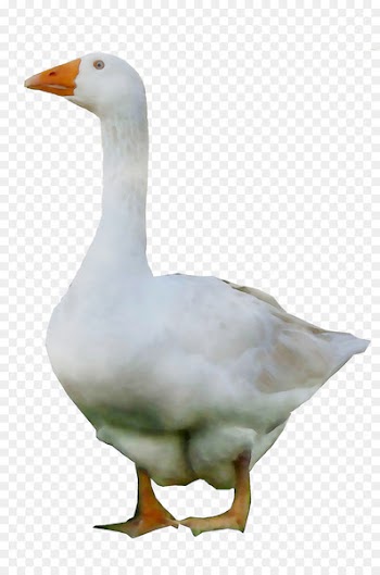 Duck Goose Grey Geese Water Fowl -  