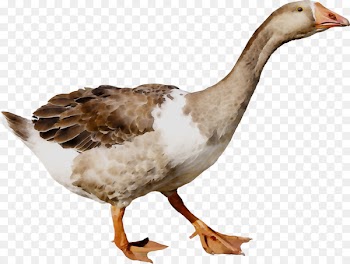 Duck Goose Poultry Grey Geese Bird -  