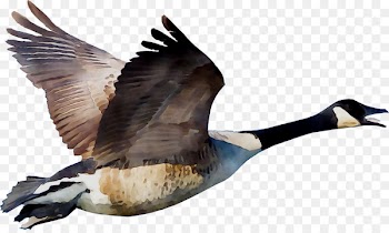 Duck Goose Vector graphics Illustration Image -  