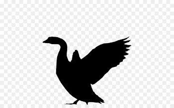 Duck Goose Vulture Fauna Feather -  