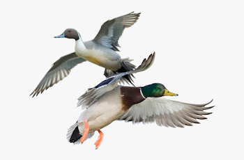 Duck Hunts - Ducks And Geese Png #2424323 - Free Cliparts on ...