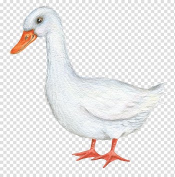 Duck Illustrator Illustration, White ducks transparent background PNG clipart