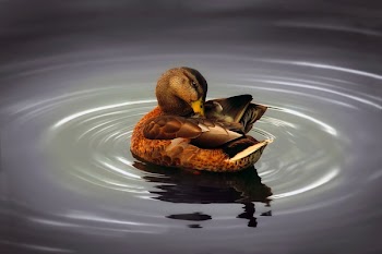 Duck in Water
