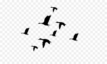 Duck Mallard Flight Bird Clip art - Duck Silhouette Cliparts 