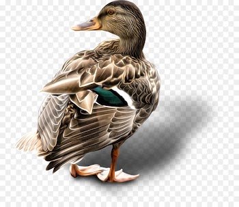 Duck Mallard Goose Cygnini American Pekin - duck 