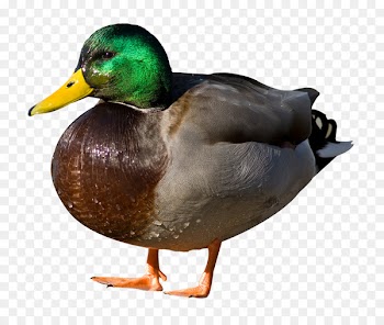 Duck Mallard Sticker - Duck 