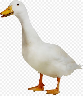 Duck meat American Pekin Peking duck Cygnini -  