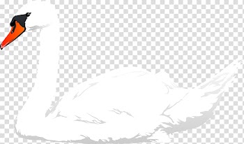 Duck Mute swan White, White Swan transparent background PNG clipart