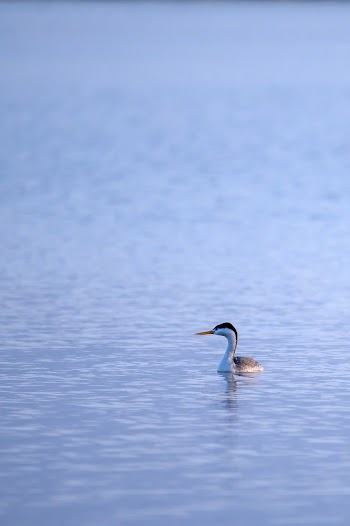 Duck on Body of Water