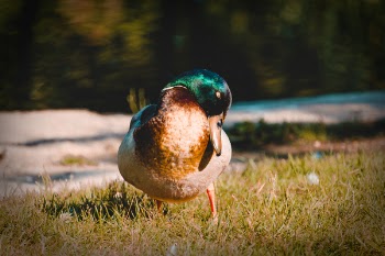 Duck On Grass