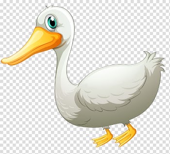 Duck Pato Branco Goose Drawing, White Duck transparent background PNG clipart