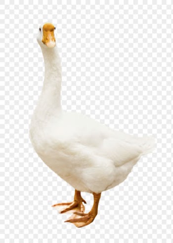 Duck  png clipart, farm | Free PNG - rawpixel