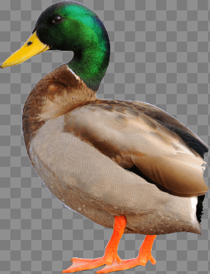 Duck Png Image