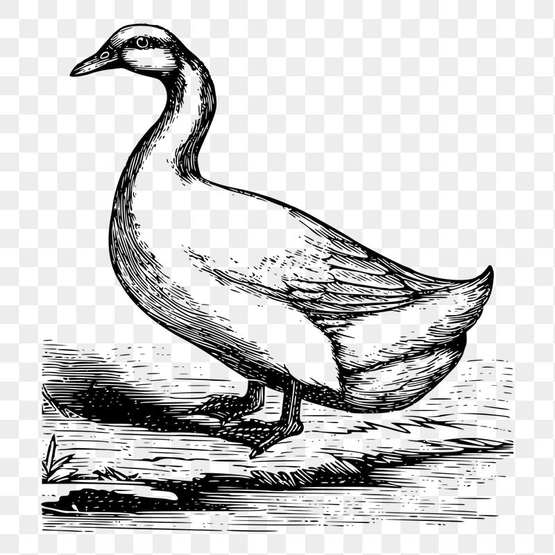 Duck png sticker illustration, transparent | Free PNG - rawpixel