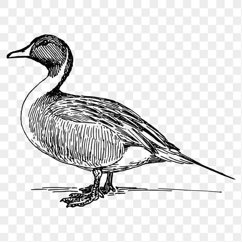 Duck png sticker illustration, transparent | Free PNG - rawpixel