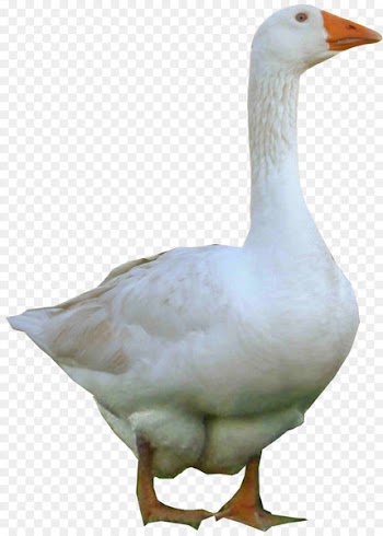 Duck Portable Network Graphics American Pekin Image Goose - duck 
